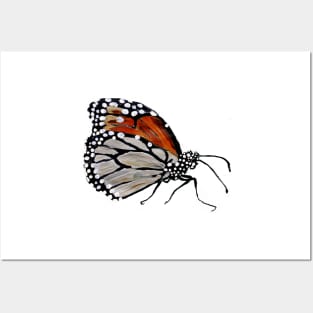 Monarch Butterfly Posters and Art